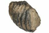 7.2" Partial Southern Mammoth Molar - Hungary - #200772-2